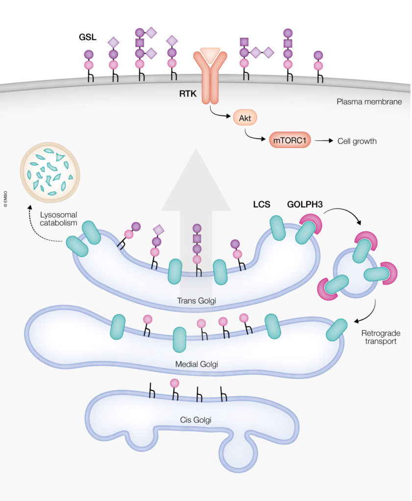 Graphical abstract summarizing complex glycosphingolipids synthesis in the Golgi.