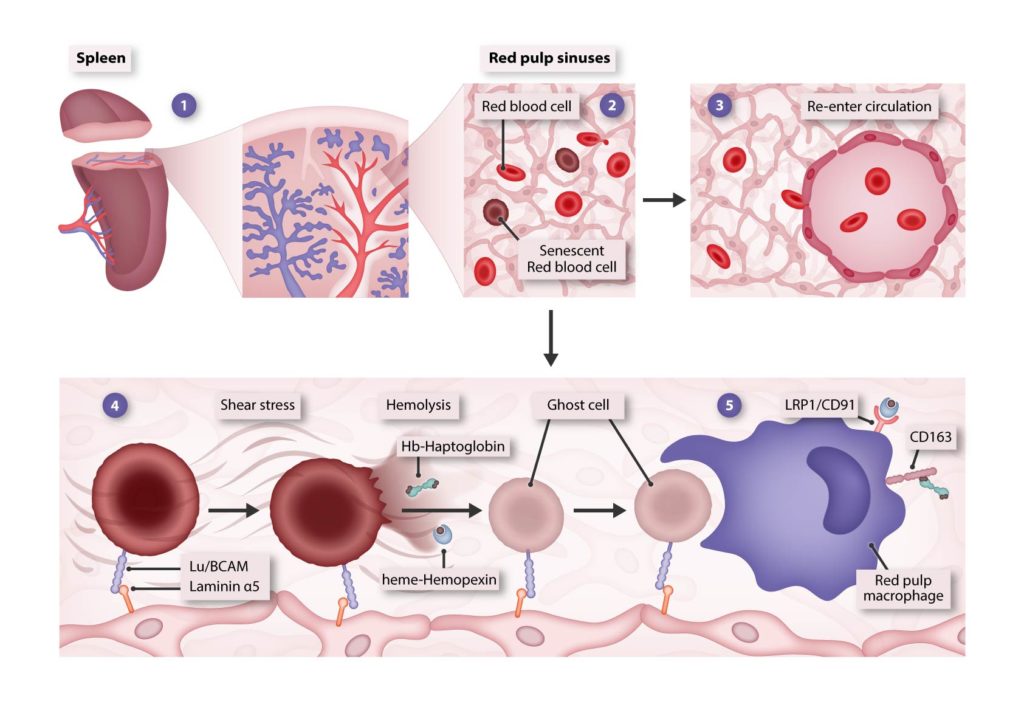 Scientific illustration showing a novel model of erythrophagocytosis and iron recycling by reticuloendothelial macrophages.