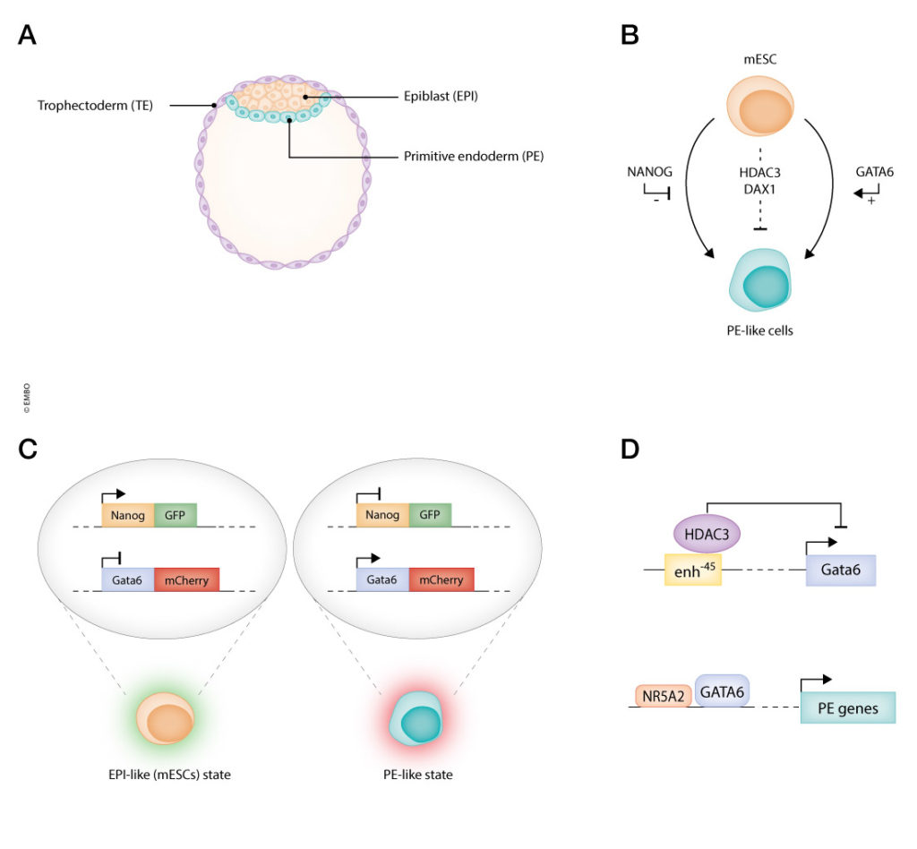 This scientific illustration shows how histone deacetylase Hdac3 and nuclear receptor Dax1 act as lineage barriers to primitive endoderm formation in mouse embryonic stem cells.