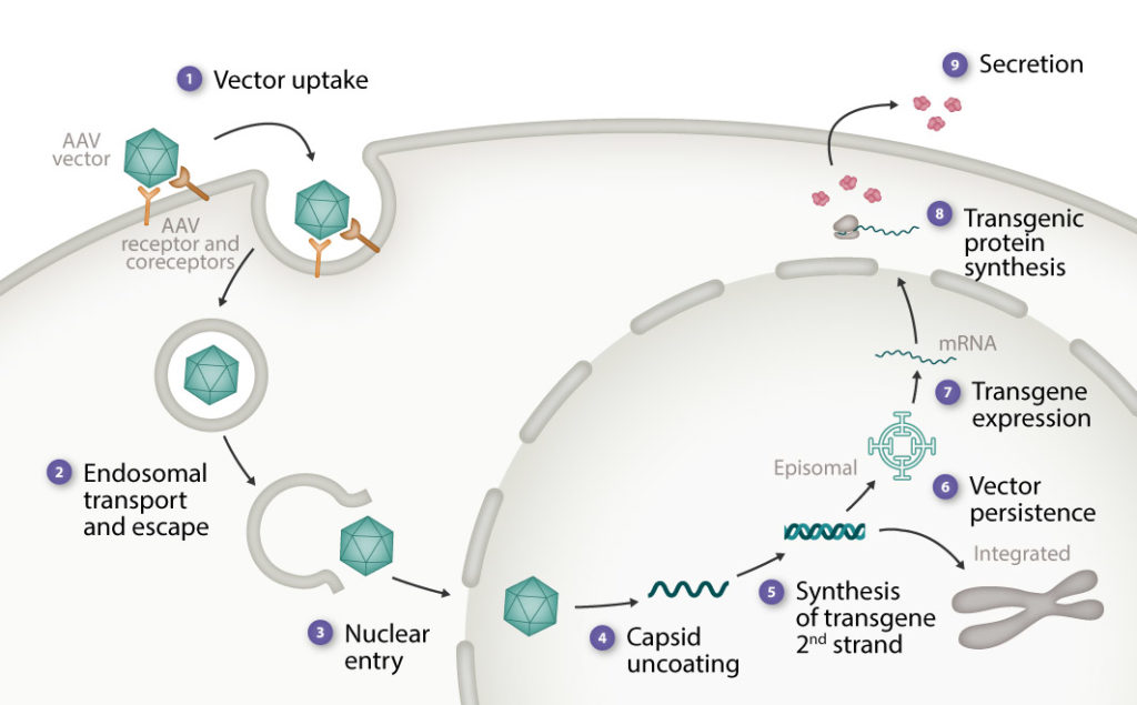 Scientific illustration showing the stages in AAV vector delivery and transgene expression, along with some potential factors that likely contribute to variable expression levels. 