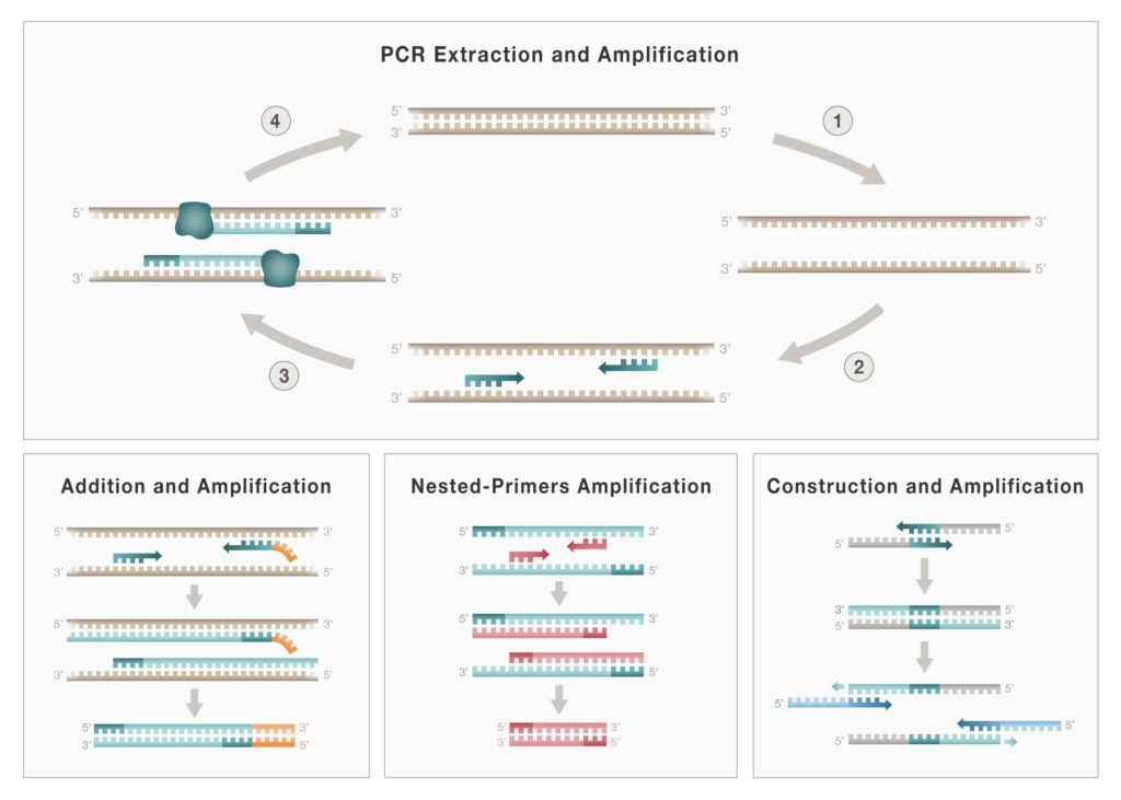 Graphical abstract describing the PCR method developed by Kary Mullis.