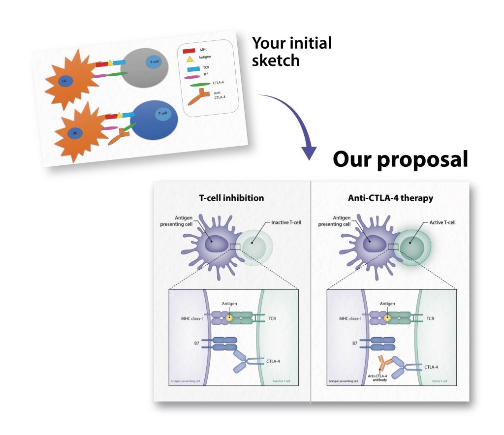 Before and after of a scientific illustration showing the inhibition of T-cells mediated by CTLA-4 and the effects on T-cell activation induced by anti-CTLA-4 immunotherapy.