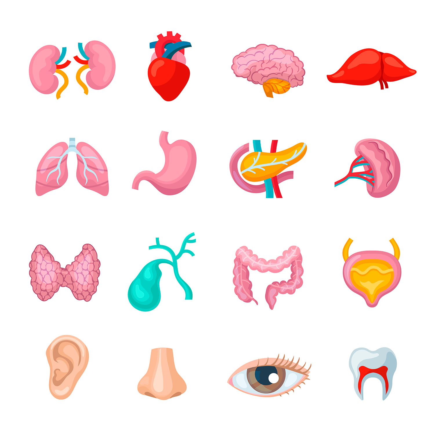 Vector illustrations of human body organs from Freepik