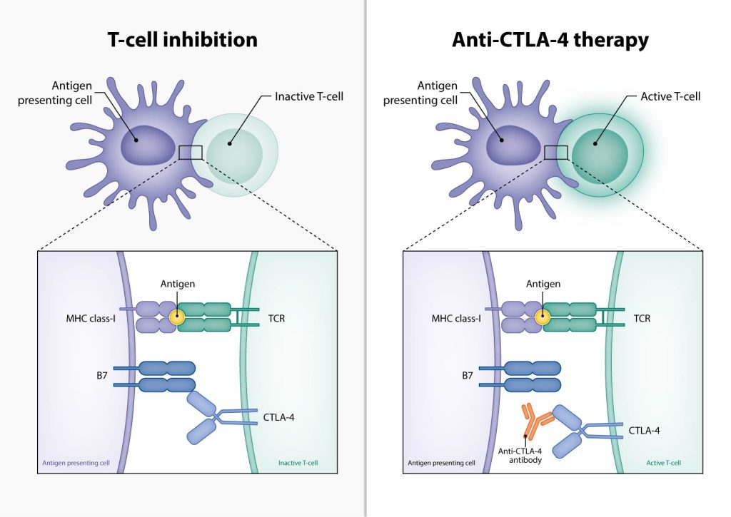 Scientific illustration showing how anti-CTLA-4 therapy blocks the interaction between CTLA-4 and its ligand B7, promoting T cell activation.