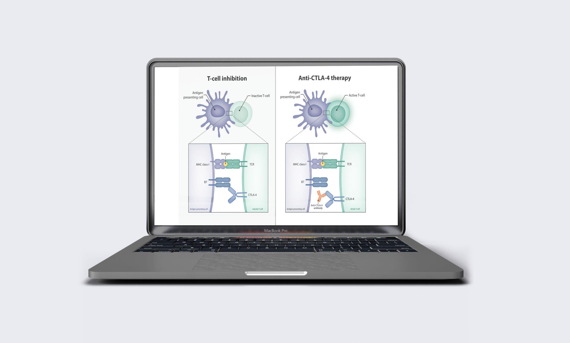 Scientific illustration showing how anti-CTLA-4 therapy blocks the interaction between CTLA-4 and its ligand B7, promoting T cell activation.