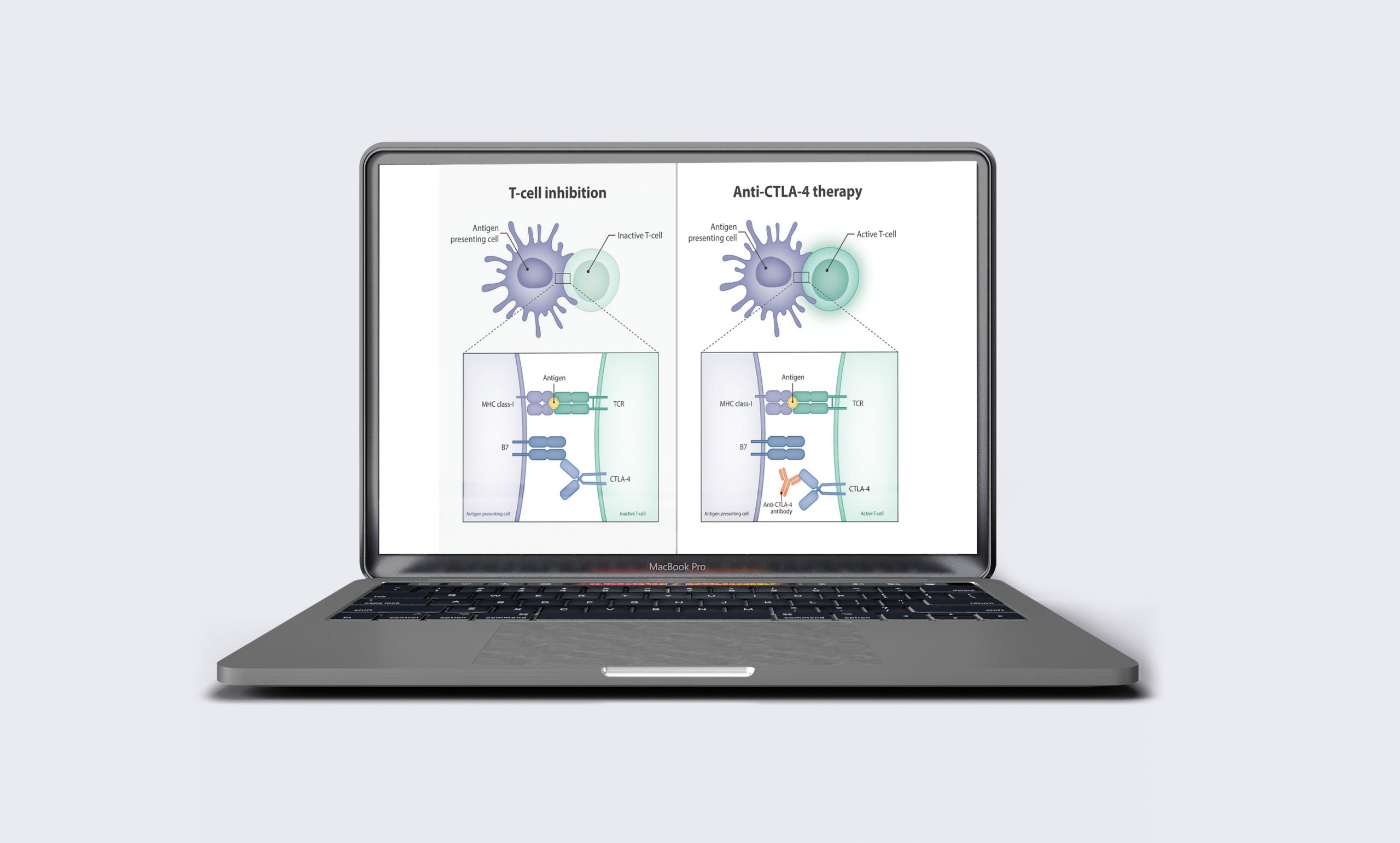 Anti-CTLA-4 therapy illustration