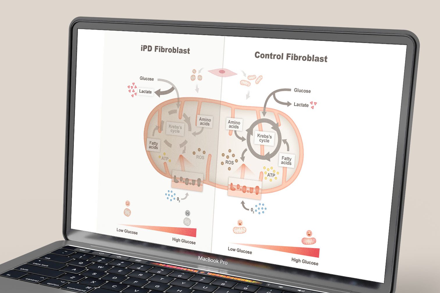 Graphical abstract describing the mitochondrial alterations observed in primary cultured fibroblasts from Idiopathic Parkinson’s disease patients.