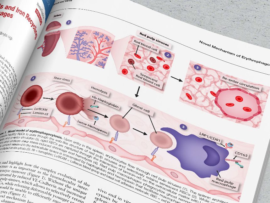 Novel model of erythrophagocytosis. Scientific illustration.