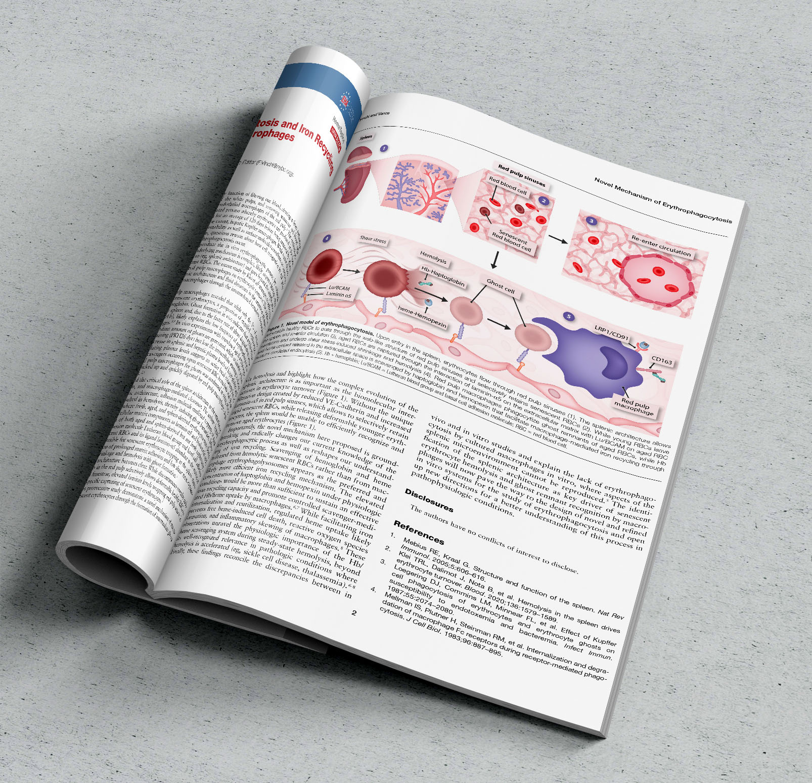 Novel model of erythrophagocytosis. Scientific illustration.