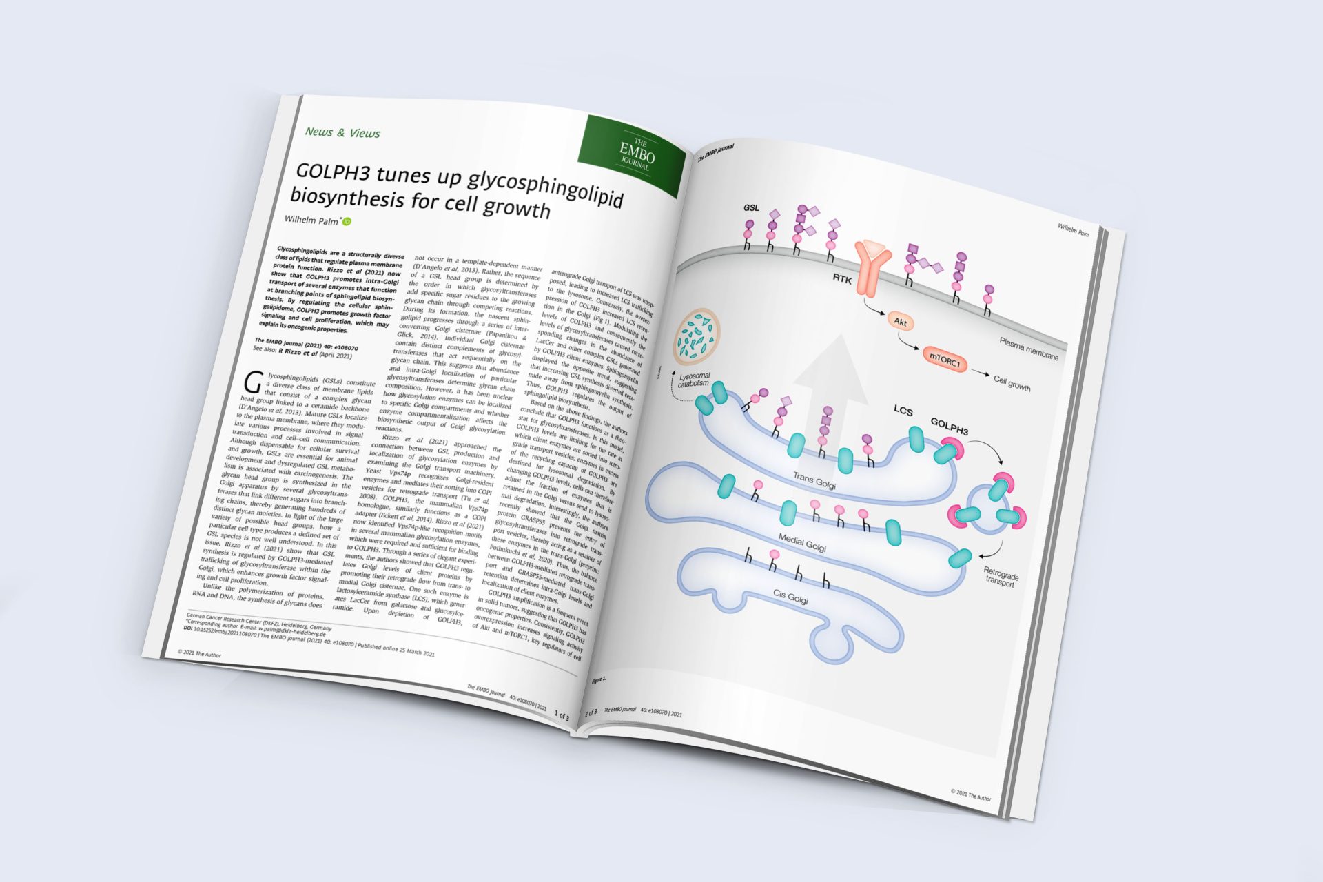 Role of GOLPH3 in regulating client enzymes levels and glycosphingolipids synthesis. Scientific illustration.