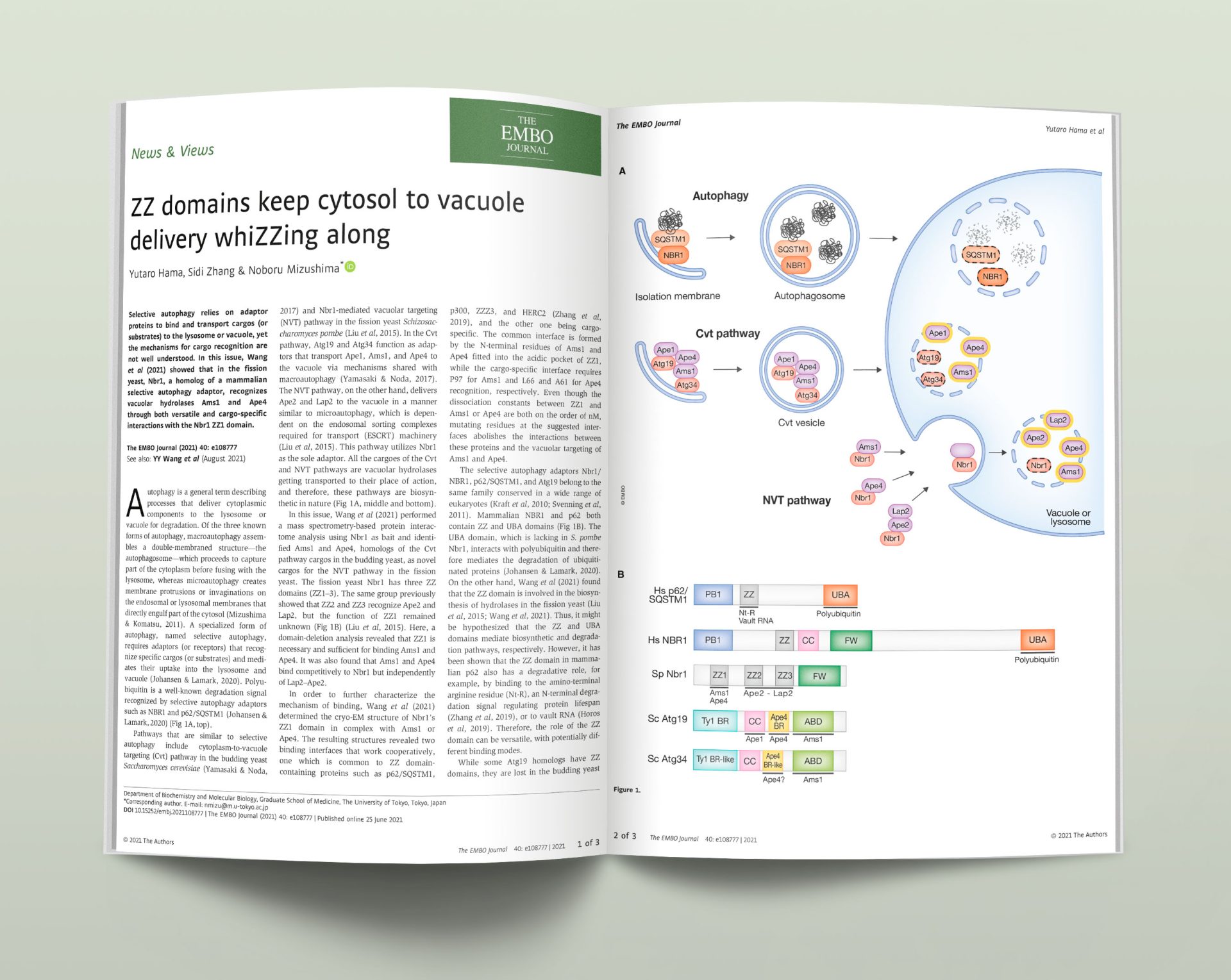 Scientific illustration showing a schematic diagram of the canonical autophagy, Cvt, and NVT pathways