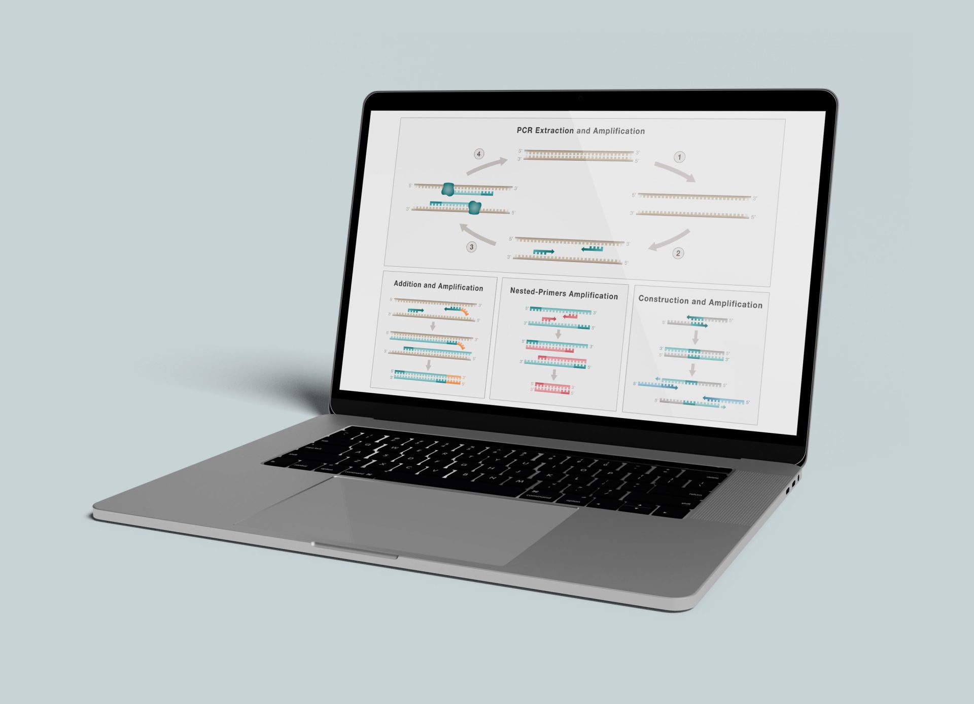 Graphical abstract describing the PCR method developed by Kary Mullis.