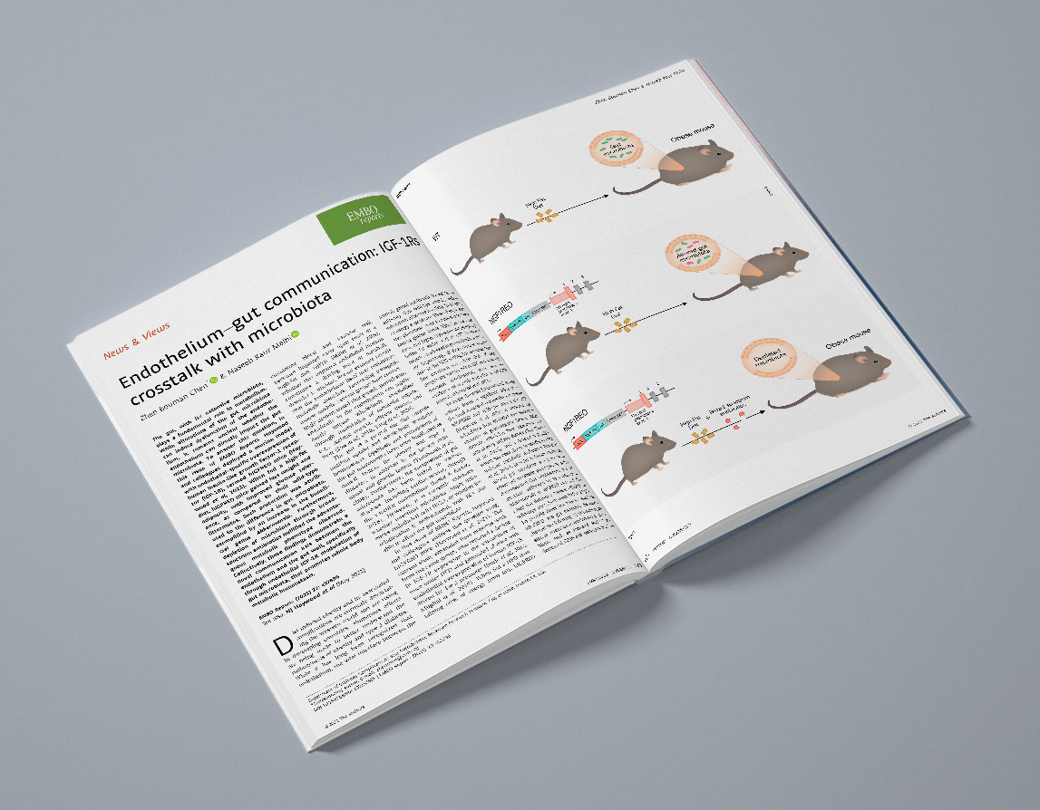 Scientific illustration showing how IGF-1 receptor expression in mice mediates crosstalk with the gut wall to regulate microbiota in obesity.